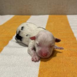 Lottie - Black & white female Toy Australian Shepherd puppy in Angleton, Texas from 4LH Australian shepherds