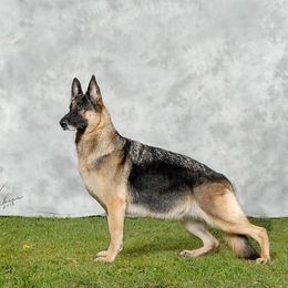 German Shepherds from Shadyrock German Shepherds