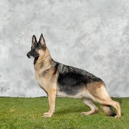 German Shepherds from Shadyrock German Shepherds