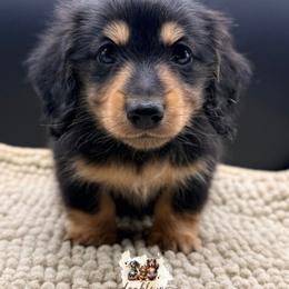 Major - Black and tan male Dachshund puppy in Alto, Texas from Double W Doxies