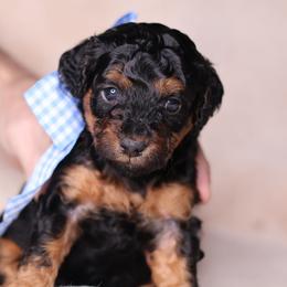 Luca - Phantom male Goldendoodle puppy in Forney, Texas from Diamond Doodle Pups and Poodles