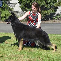 Autumn - German Shepherd