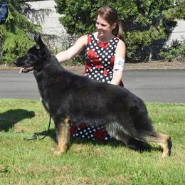 Autumn - German Shepherd