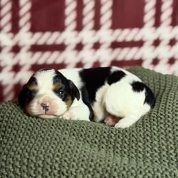 Wrangler - Tri-color male Cavalier King Charles Spaniel puppy in Gonzales, Texas from Veach Cavaliers & Farm
