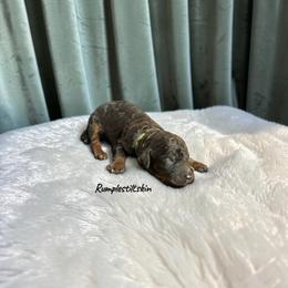 Rumpelstiltskin - Sable male Poodle puppy in Ellenburg Center, New York from Kristin's Puppies