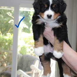 Bernese Mountain Dog Puppies from Baby Bear Bernese Kennel