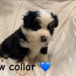 Zorro - Black tri male Miniature Australian Shepherd puppy in Colbert, Georgia from Terri's Mini Aussies