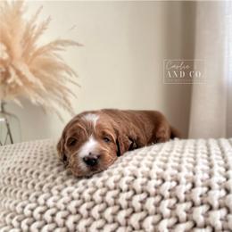 Brown collar - Apricot male Goldendoodle puppy in Madisonville, Kentucky from Carlie and Co. Goldendoodles