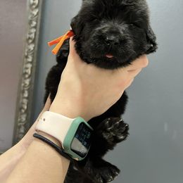 Newfoundland Puppies from Knallhart Kennels
