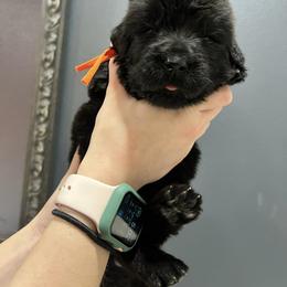Newfoundland Puppies from Knallhart Kennels