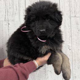 Purple Luna - Black and red female German Shepherd puppy in Herrick, South Dakota from Dakota Shepherds Kennels