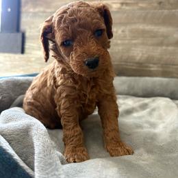 Finch - Red male Cavapoo puppy in Osseo, Michigan from Smiths Fluffy butts