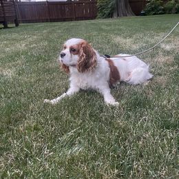 Cavapoo puppies from Cavakennels.pnw