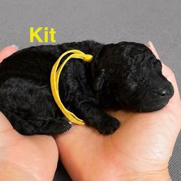 Kit - Phantom female Poodle puppy in Ardmore, Oklahoma from The Poodles of Green Acres