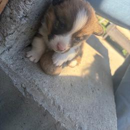 Griz - Sable male American Corgi puppy in Tonasket, Washington from Highland corgis