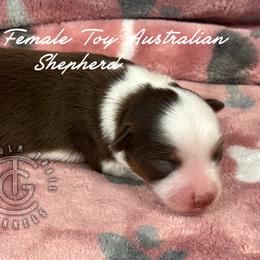Kelly - Red tri-color female Australian Shepherd puppy in Hico, Texas from Chisholm Trail Kennels