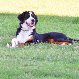 Dolly - Black rust and white female Bernese Mountain Dog puppy in Rose Hill, North Carolina from Red Door Canines