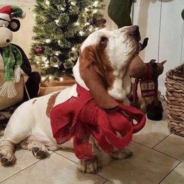 Boomer  - Basset Hound