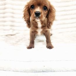 Firefly - Ruby male Cavalier King Charles Spaniel puppy in Wilburton, Oklahoma from My Kids Kennel