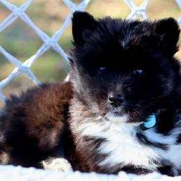 Bear - Black male Siberian Husky puppy in Texas from Bransford Paw Pack/Timber Huskies