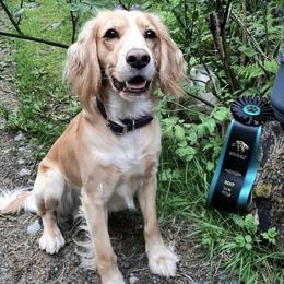 English Cocker Spaniels from Shuksan Field-bred English Cocker Spaniels