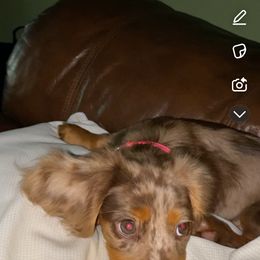Dachshund Puppies from The Long Dog Lounge of Montana