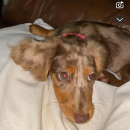 Dachshund Puppies from The Long Dog Lounge of Montana