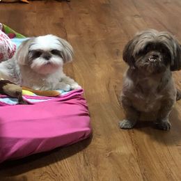 Shih Tzus from Little Lion Shih Tzu