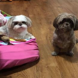 Shih Tzus from Little Lion Shih Tzu
