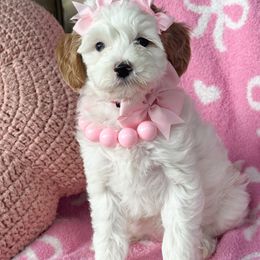Disney - Parti female Goldendoodle puppy in Florence, South Carolina from Candy Doodles