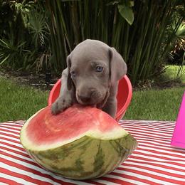 Weimaraner Puppies from Greyborn Weimaraners