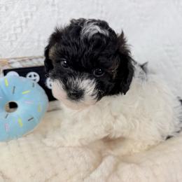 Moo-Moo - Parti male Poodle puppy in Florida from Adorable Toy-Miniature Poodles