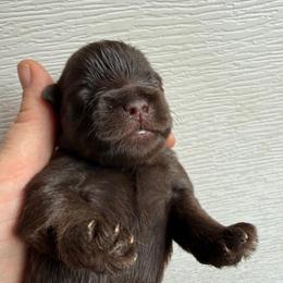 Cocoa bean - Liver female Miniature Schnauzer puppy in Wheeler, Wisconsin from Sue’s Miniature Schnauzers