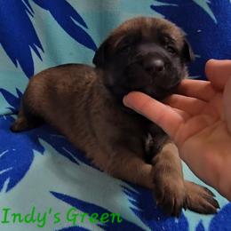 Indy's Green - Mahogany male Belgian Malinois puppy in Berry, Alabama from North River k9