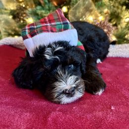 Boy 3 - Tri-color male Bernedoodle puppy in Royse City, Texas from Platinum Bernedoodles of Texas