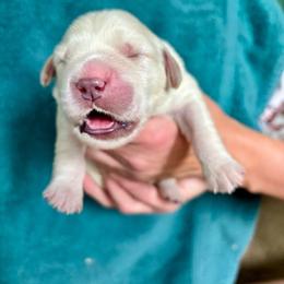 Boy 1 - Light golden male Golden Retriever puppy in Howell Township, New Jersey from Hunnypot Goldens