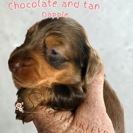 Dove - Dapple female Dachshund puppy in South Fulton, Tennessee from Stiles' Heartfyre Dachshunds