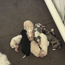 Bernedoodle Puppies from Tricia Bennett