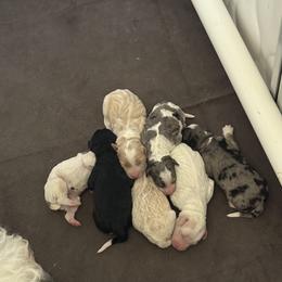 Bernedoodle Puppies from Tricia Bennett