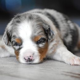 Charlotte - Blue merle female Miniature Australian Shepherd puppy in Lowgap, North Carolina from Baileys Mini Aussies