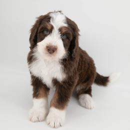 Australian Mountain Doodle Puppies from Brick House Farm Doodles