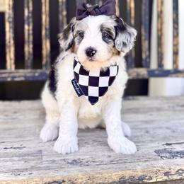 Girl 3 - Blue merle female Bernedoodle puppy in Salt Lake County, Utah from Coco Avenue Pups