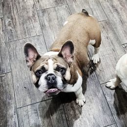 French Bulldogs from Big Rig Frenchies