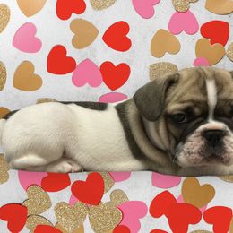 French Bulldog Puppies from Bella’s Babies