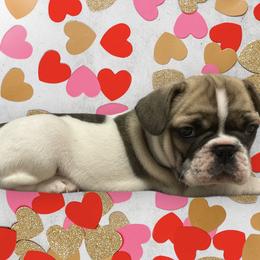 French Bulldog Puppies from Bella’s Babies