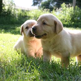 Labrador Retriever Puppies from Hidden Pond Kennel