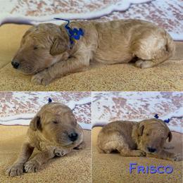 Fresco - Apricot male Poodle puppy in Swansboro, North Carolina from Monarch Standard Poodles