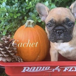 French Bulldogs from Cachet French Bulldogs