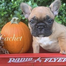 French Bulldogs from Cachet French Bulldogs
