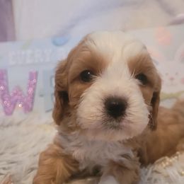 Cavapoo Puppies from Curly Q Cavapoos